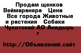 Продам щенков Веймаранера › Цена ­ 30 - Все города Животные и растения » Собаки   . Чукотский АО,Анадырь г.